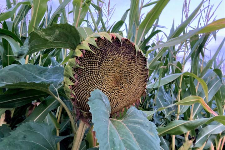 Foto van zonnebloem tussen maisplanten